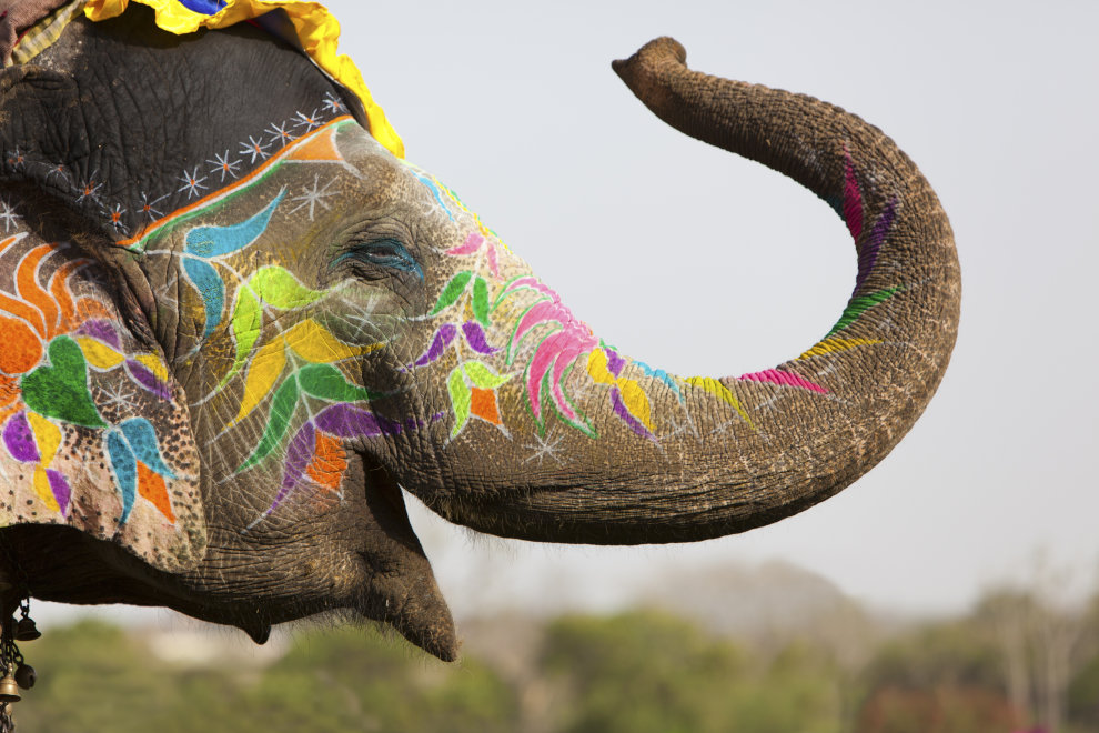 PostgreSQL uses an elephant as their logo